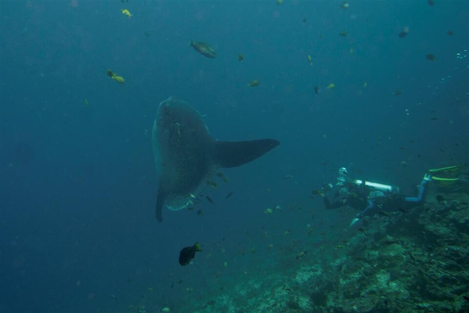Ocean sunfish, Mola mola, in the water at Nusa Penida, Bali