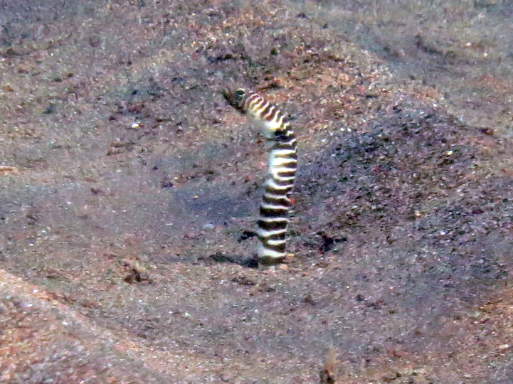 Garden eel emerging from sandy seabed in Bali