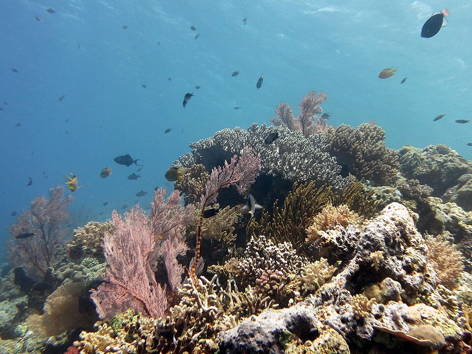 Coral garden with hard and soft corals at Menjangan Island, Bali