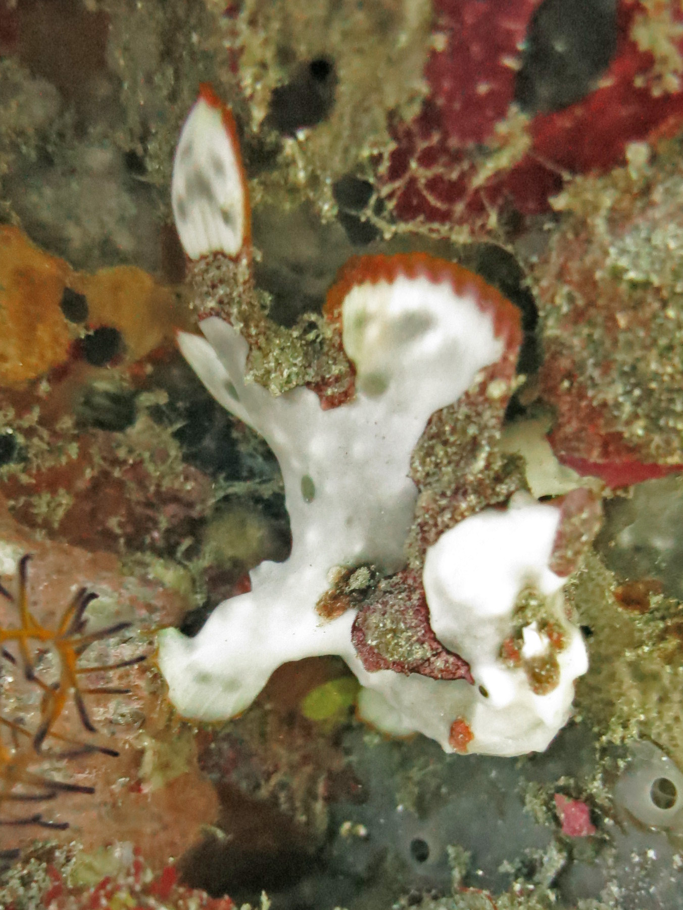 Camouflaged clown frogfish resting on underwater reef growth