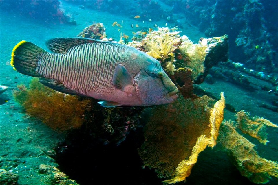 Napoleon wrasse, Cheilinus undulatus, swimming over a reef in Tulamben, Bali