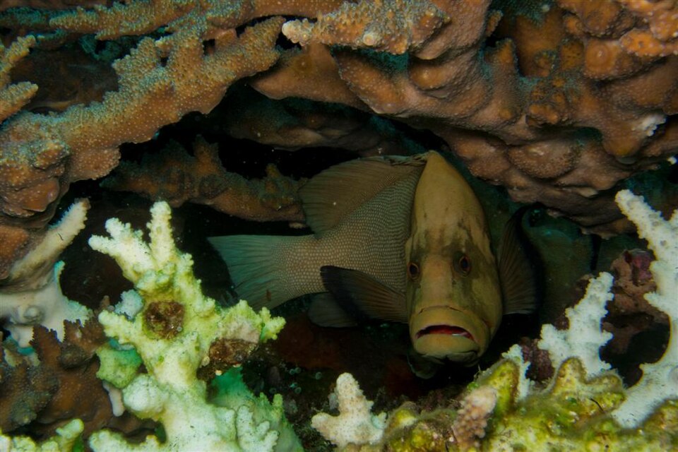 Grouper resting on a reef in Tulamben, Bali