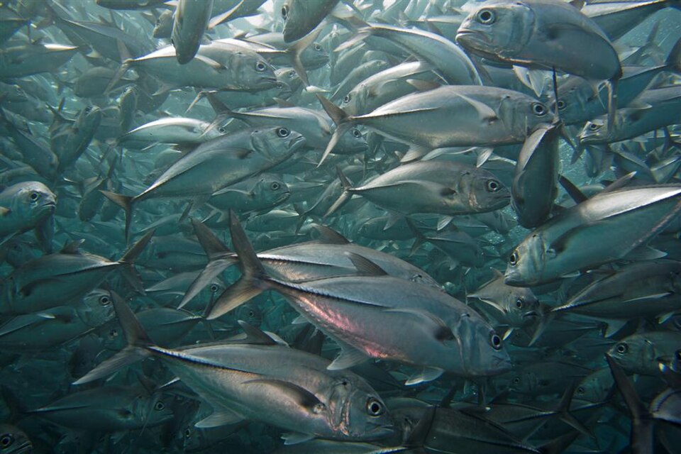 School of bigeye trevally swimming over a reef in Tulamben, Bali
