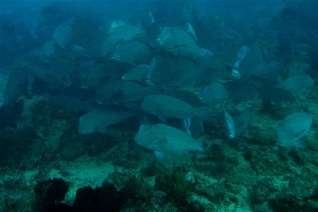 School of bumphead parrotfish, Bolbometopon muricatum, underwater