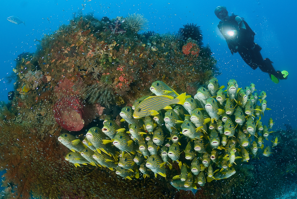 Diver swimming beside a school of sweetlips on a coral reef