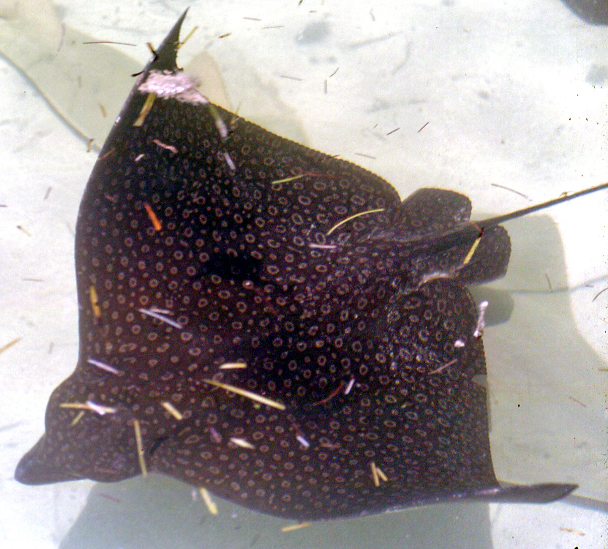 Spotted eagle ray gliding over a sandy seabed