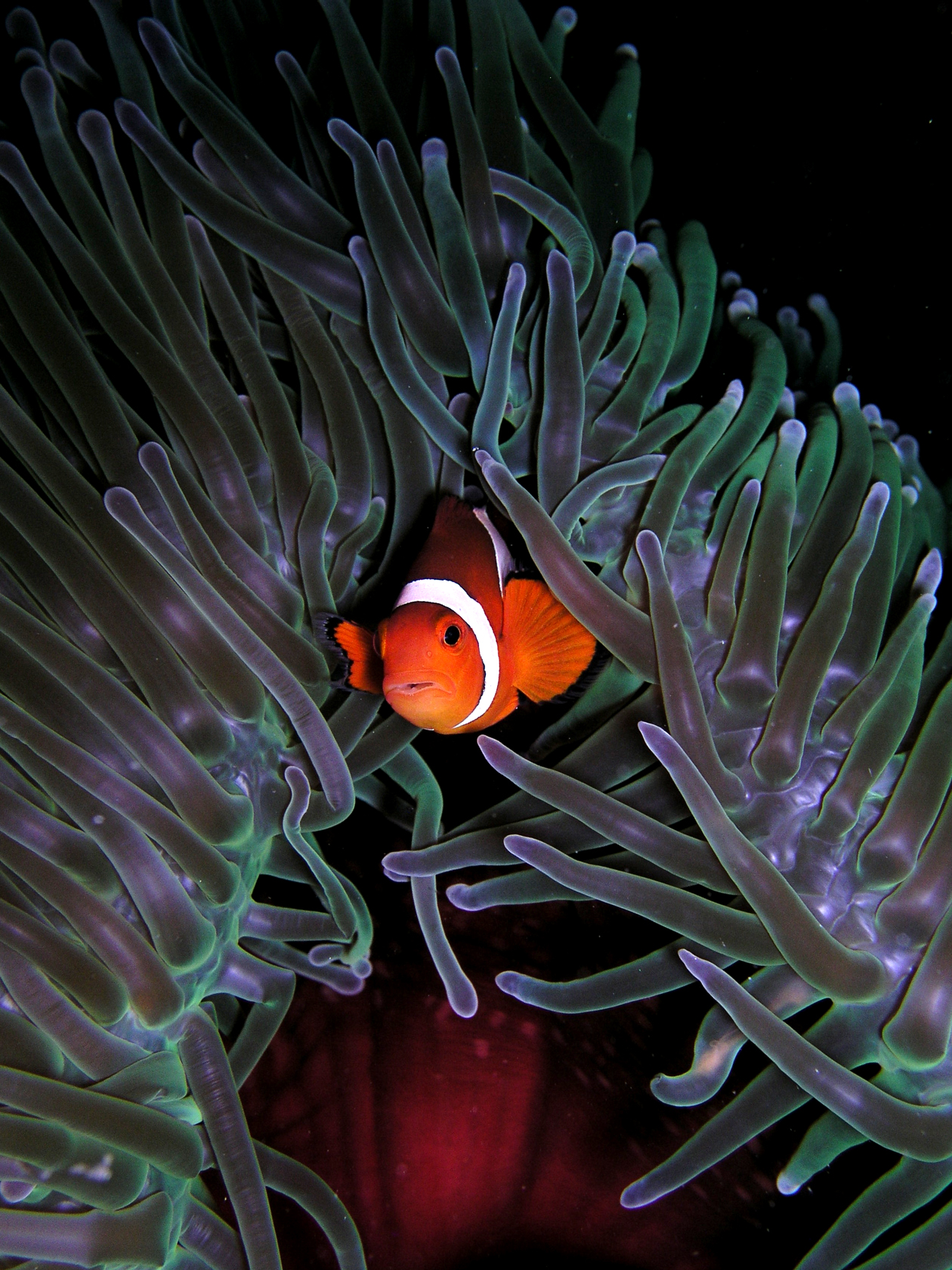 Clown anemonefish (Amphiprion ocellaris) nestled in a magnificent sea anemone (Heteractis magnifica)