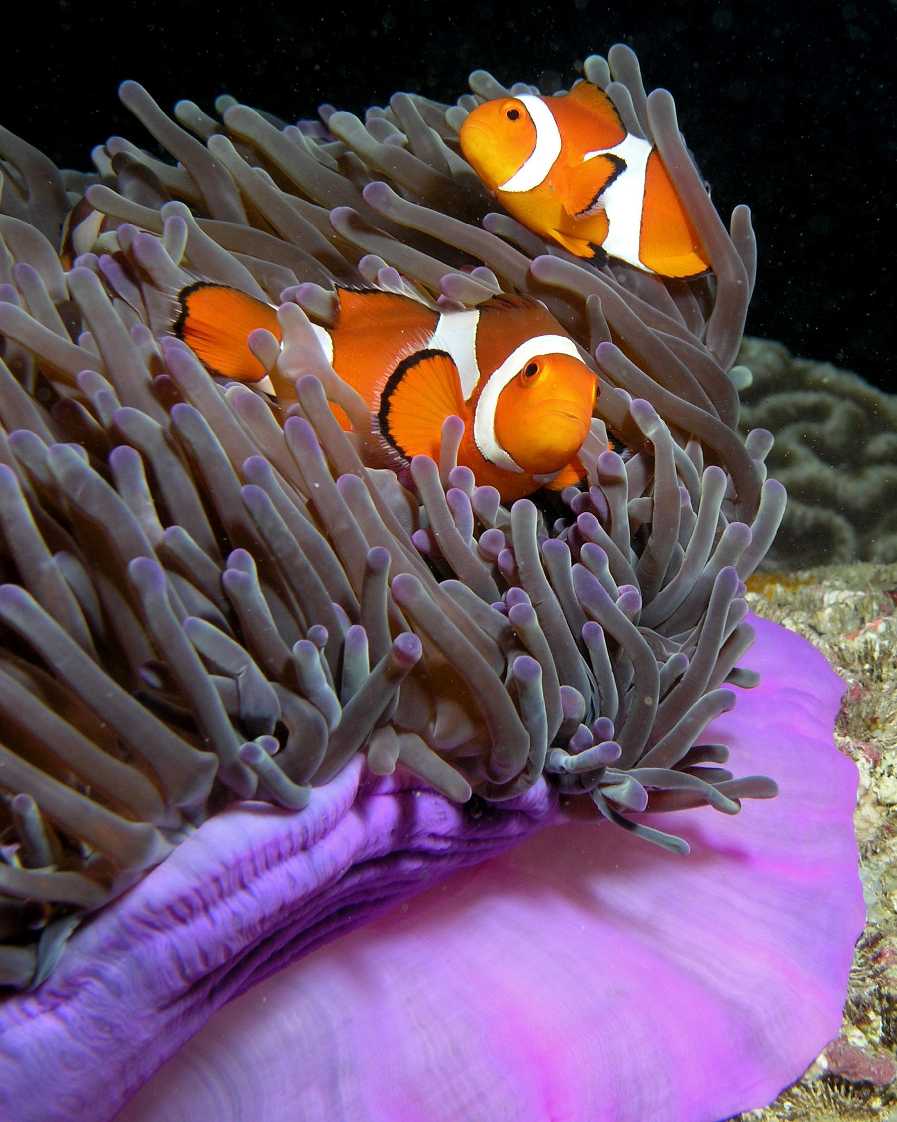 Purple magnificent sea anemone with resident clownfish (Amphiprion ocellaris)