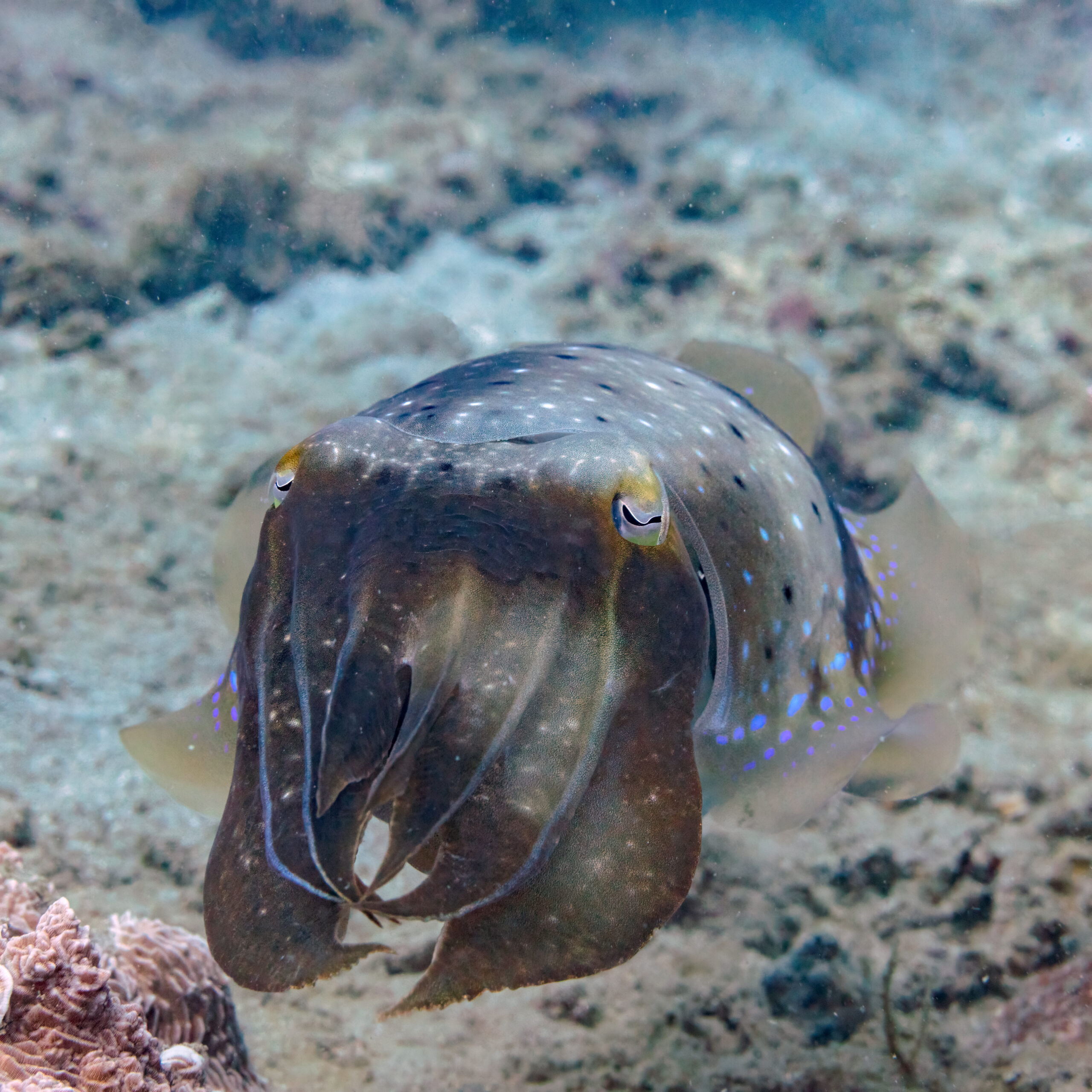 Broadclub cuttlefish hovering over a coral reef