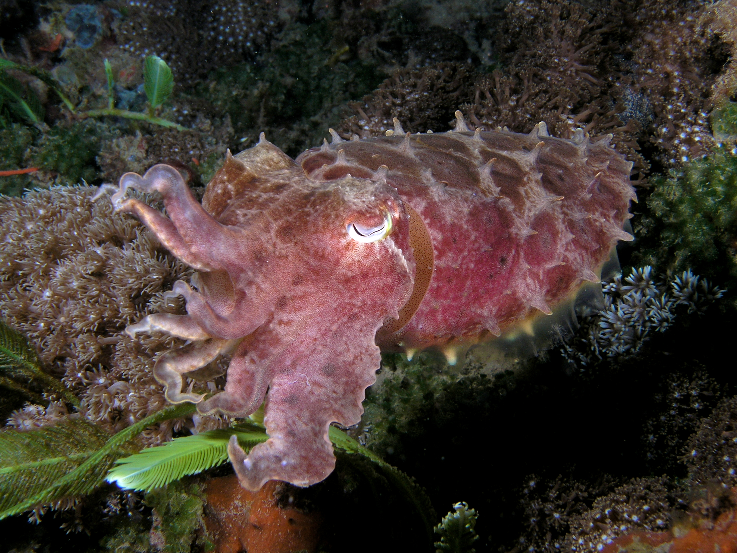 Reef cuttlefish displaying dark coloration on a reef