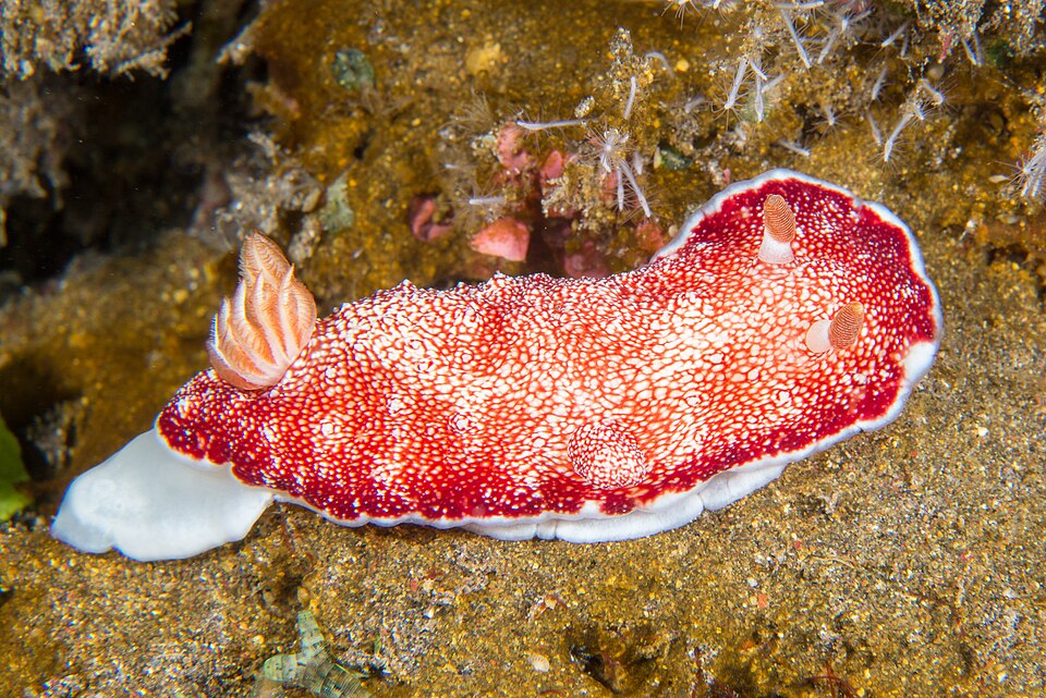 Goniobranchus reticulatus nudibranch on coral in Tulamben, Bali