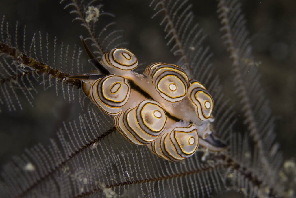 Doto greenamyeri nudibranch, a tiny translucent white sea slug with brown and orange markings