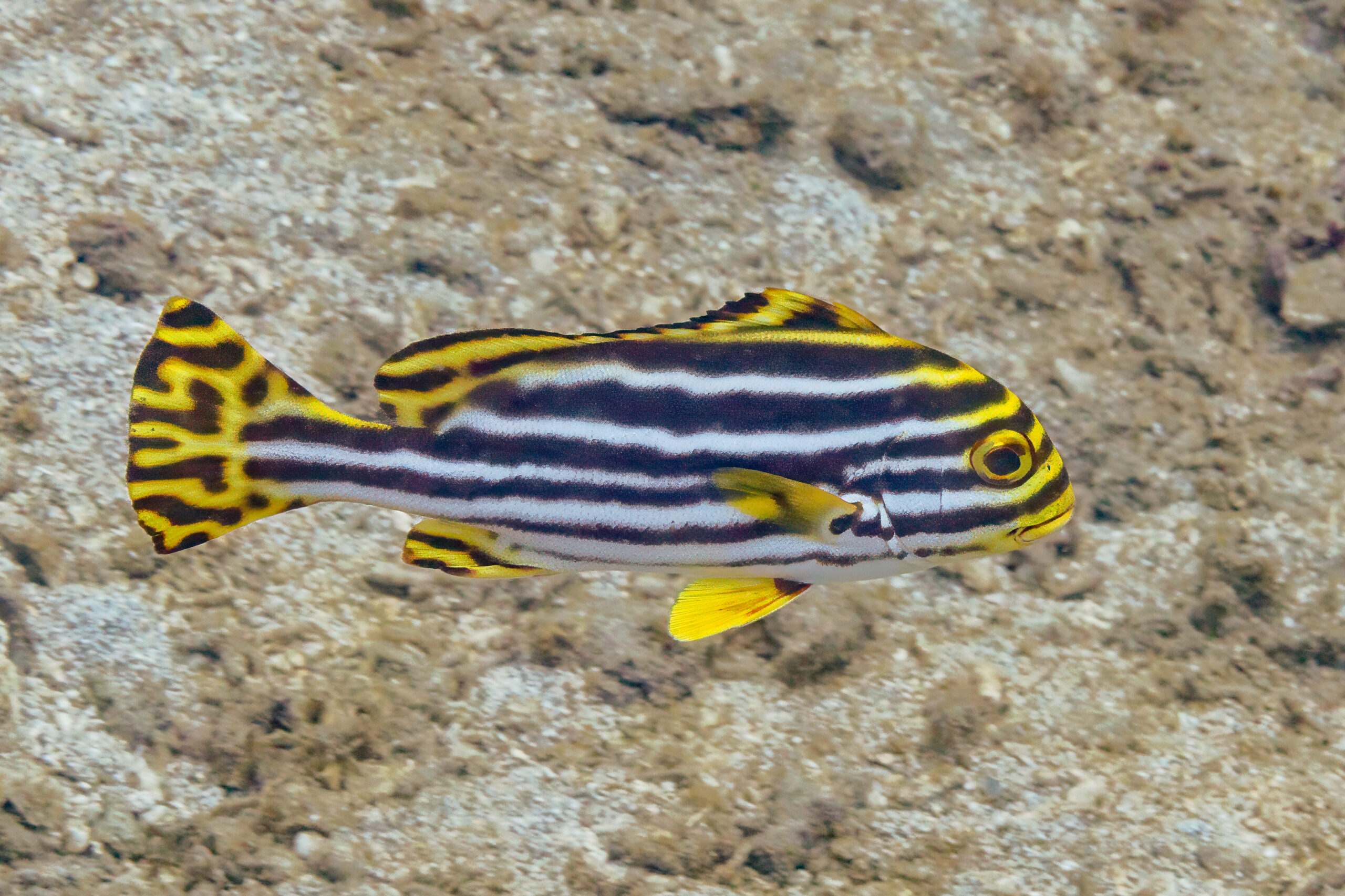 Oriental sweetlips swimming above a coral reef