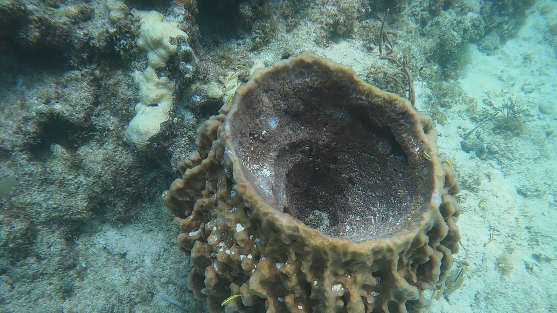 Large barrel sponge on a coral reef