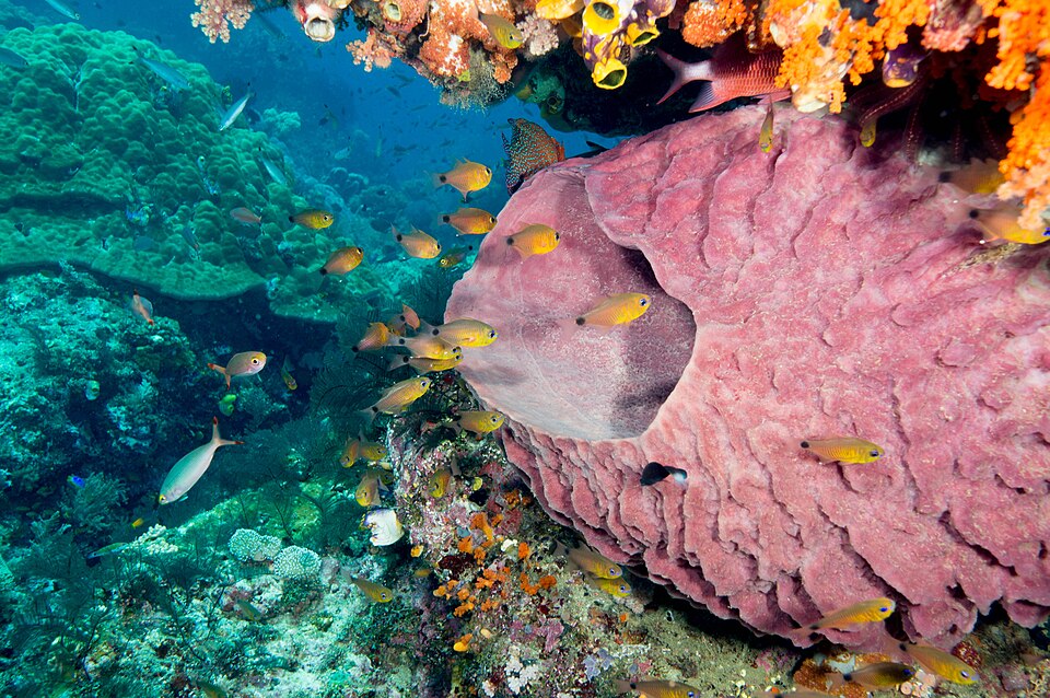 Large barrel sponge with a school of flower cardinalfish, Indonesia