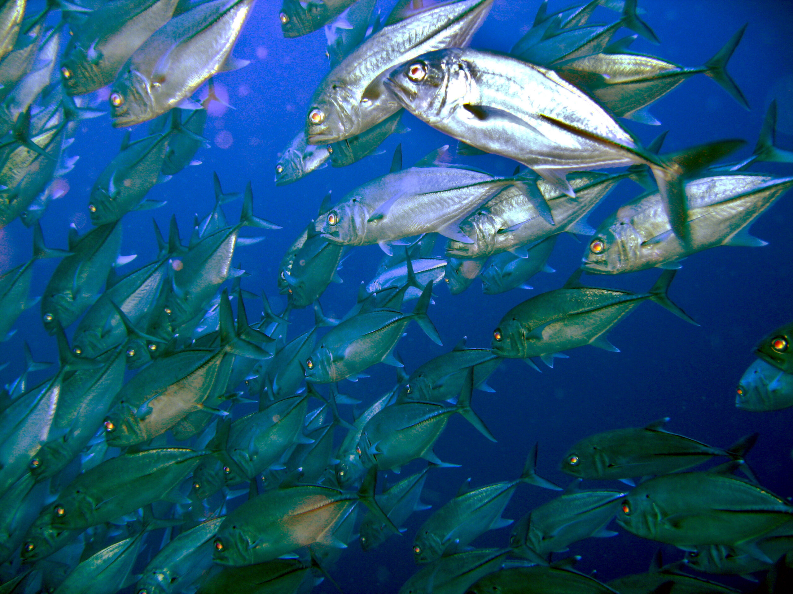 School of bigeye trevally swimming underwater