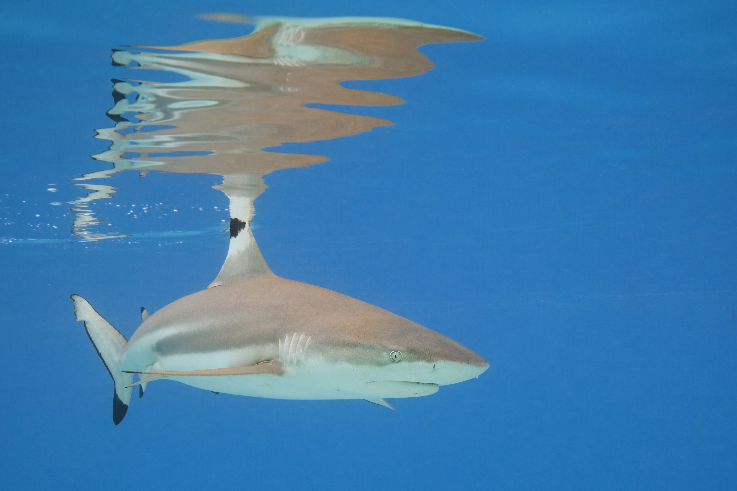 Blacktip reef shark swimming over a sandy reef flat