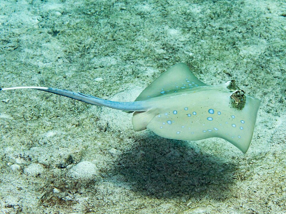 Blue-spotted stingray, Neotrygon kuhlii, resting on the seabed in Indonesia