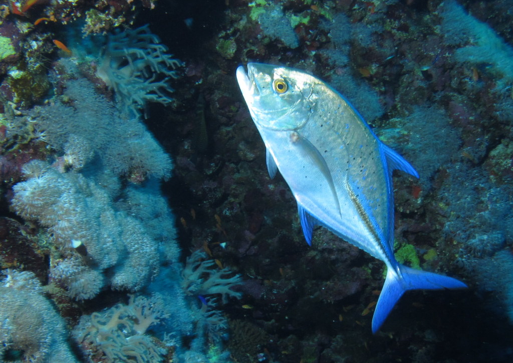 Bluefin trevally patrolling above a coral reef