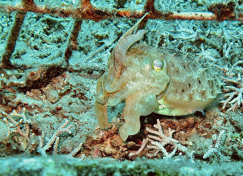 Broadclub cuttlefish, Acarosepion latimanus, over a reef at Pemuteran, Bali