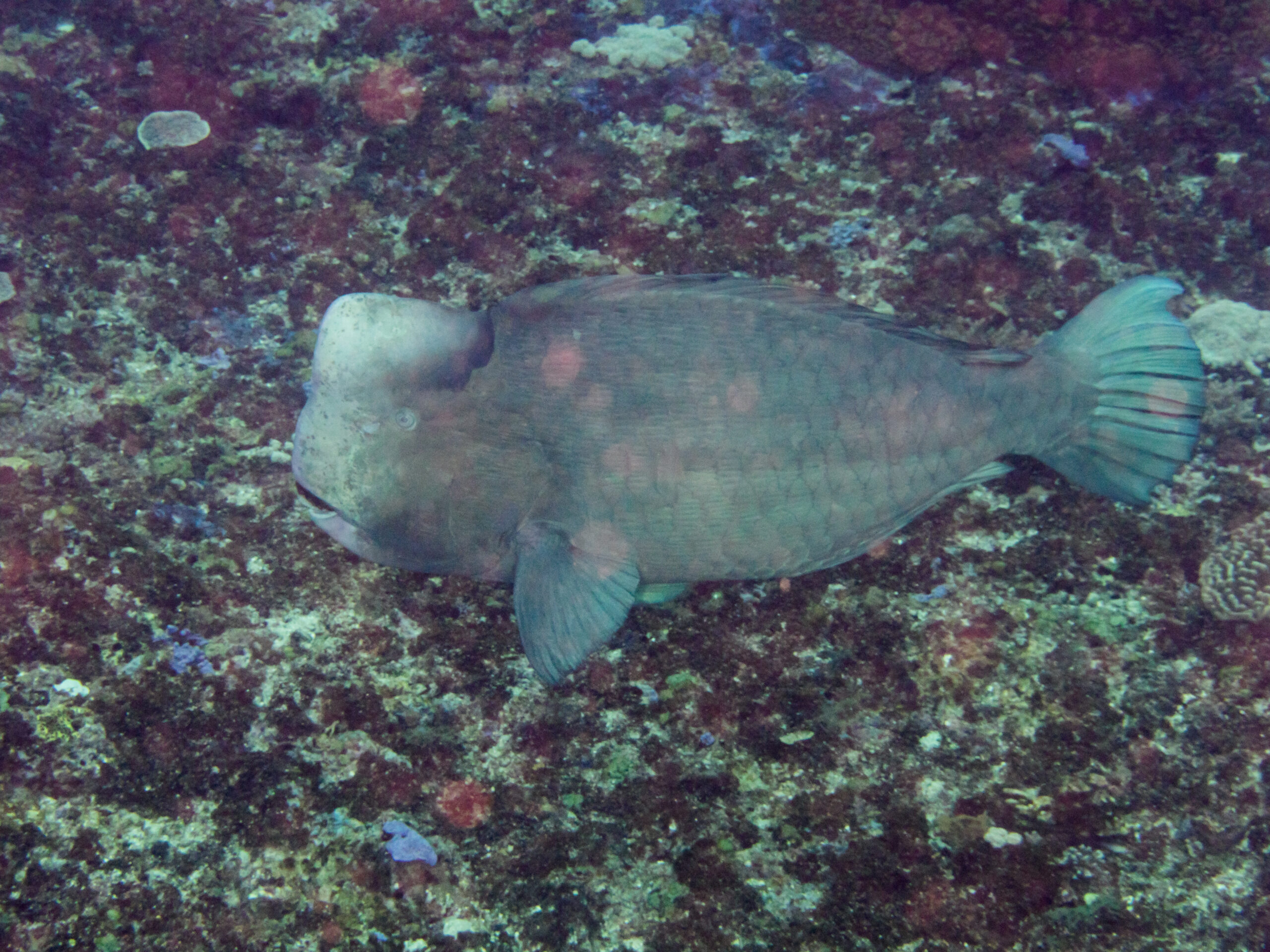 School of bumphead parrotfish swimming over a reef