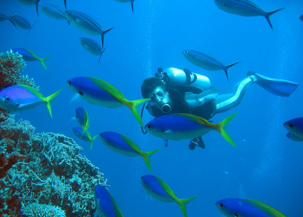 Diver surrounded by a school of yellow and blueback fusiliers on a coral reef