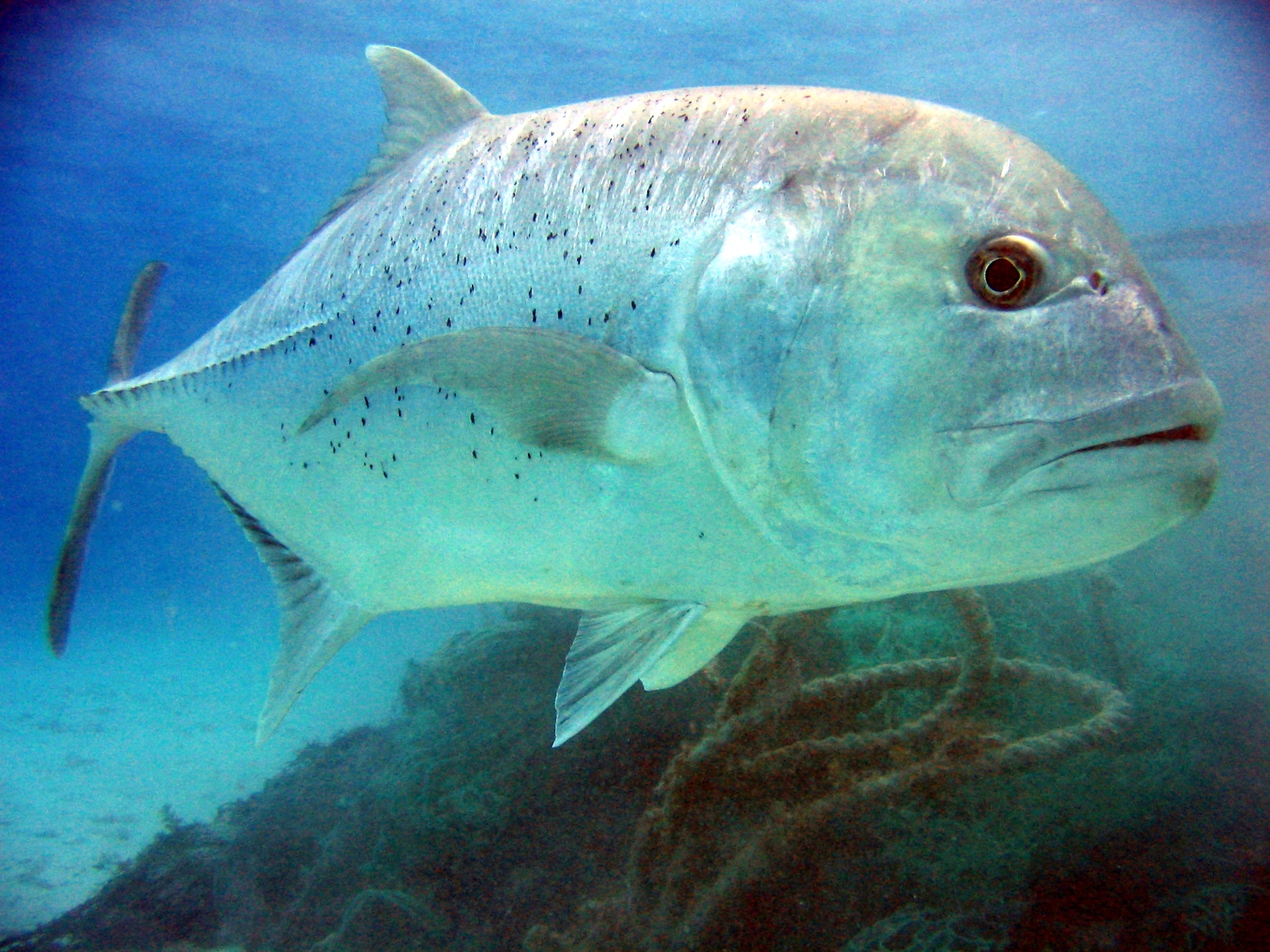 Giant trevally fish swimming over a coral reef