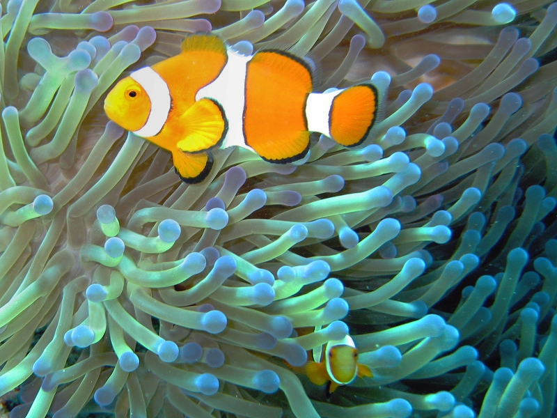Common clownfish living among the tentacles of a sea anemone