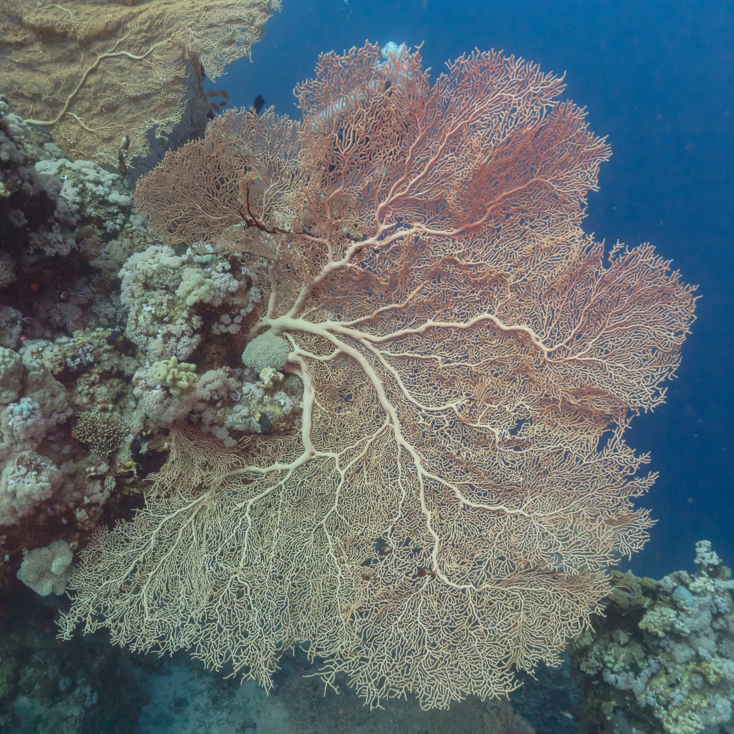 Large gorgonian fan coral (Annella mollis) on a reef wall