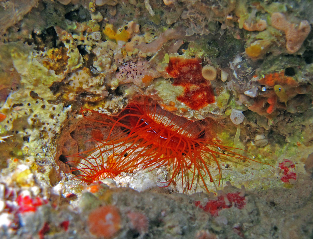 Electric clam, Ctenoides ales, with a bright reflective mantle edge