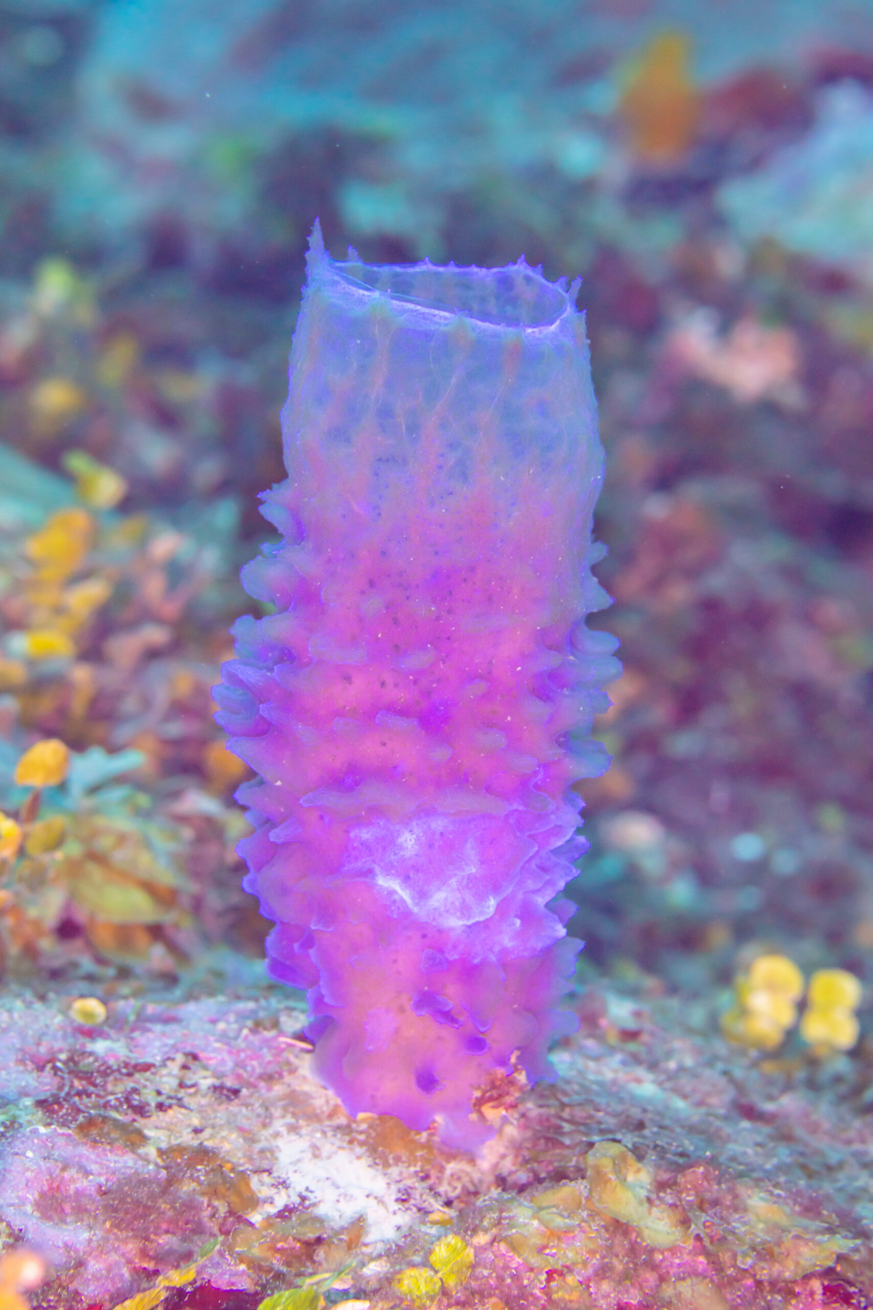 Large barrel sponge on a coral reef