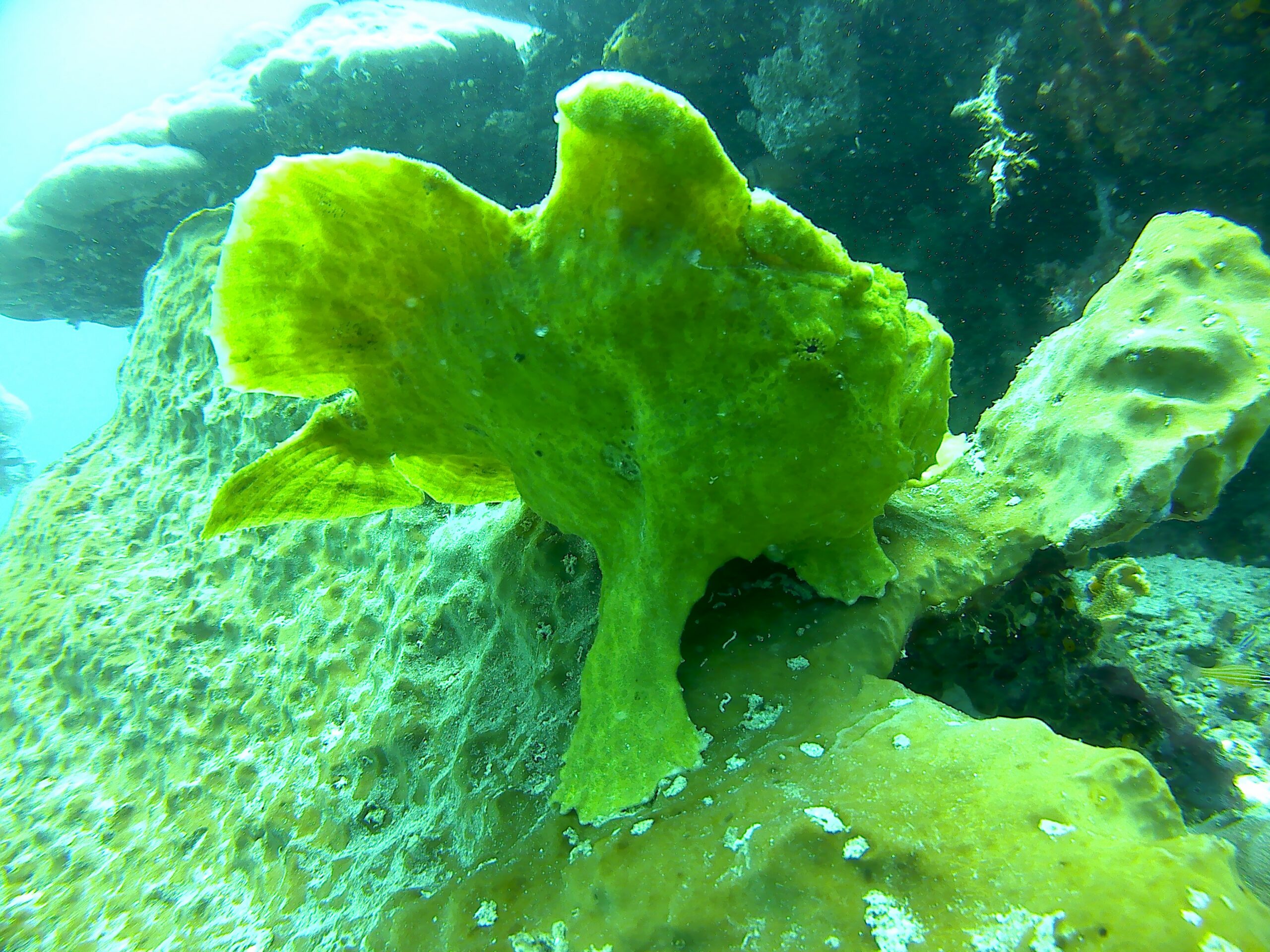 Giant frogfish resting among underwater reef growth