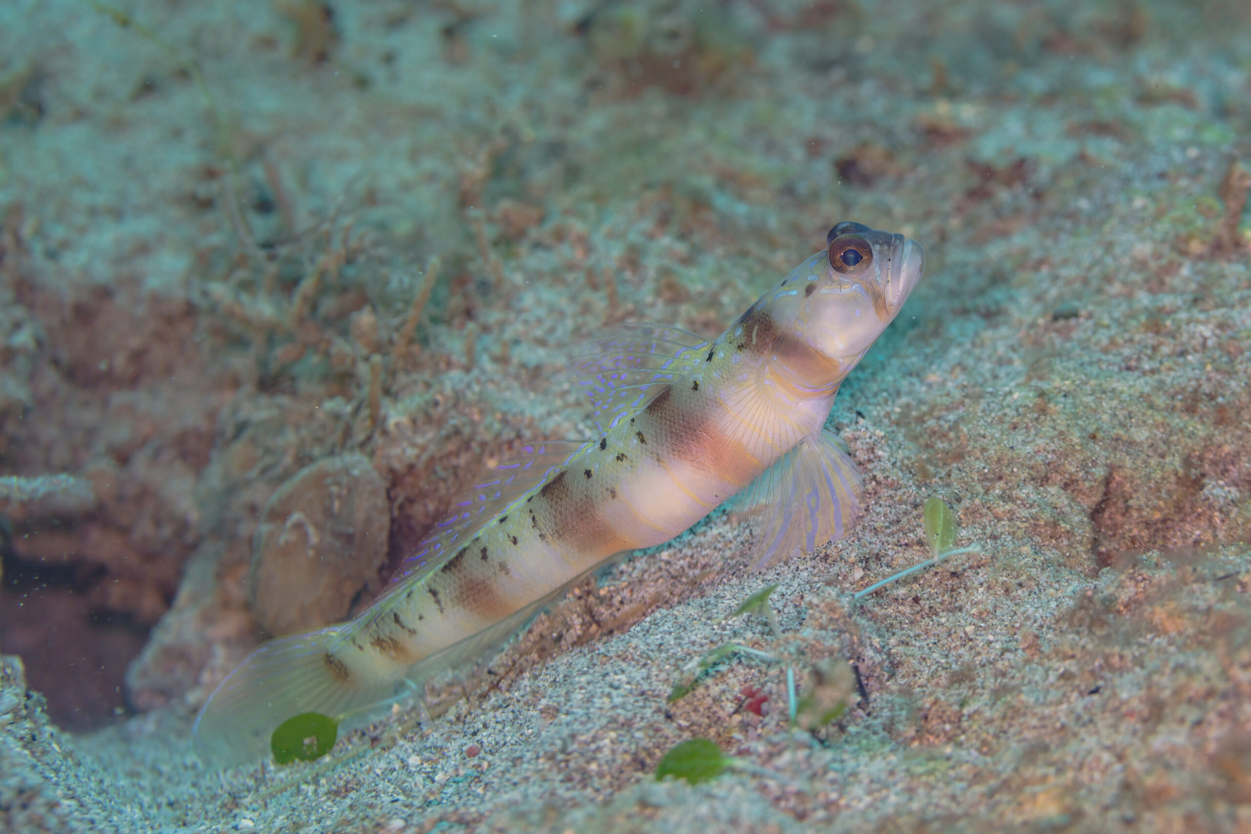 Goby resting on sandy substrate