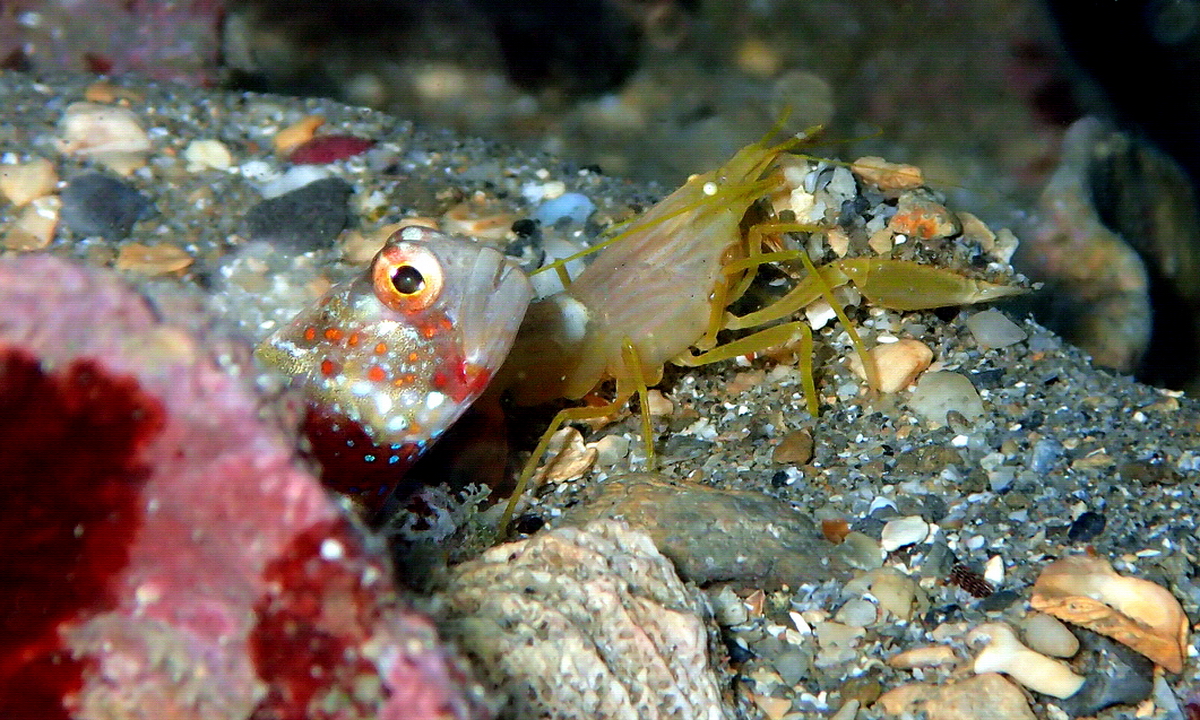 Prawn goby and blind shrimp sharing a burrow on the sandy reef floor