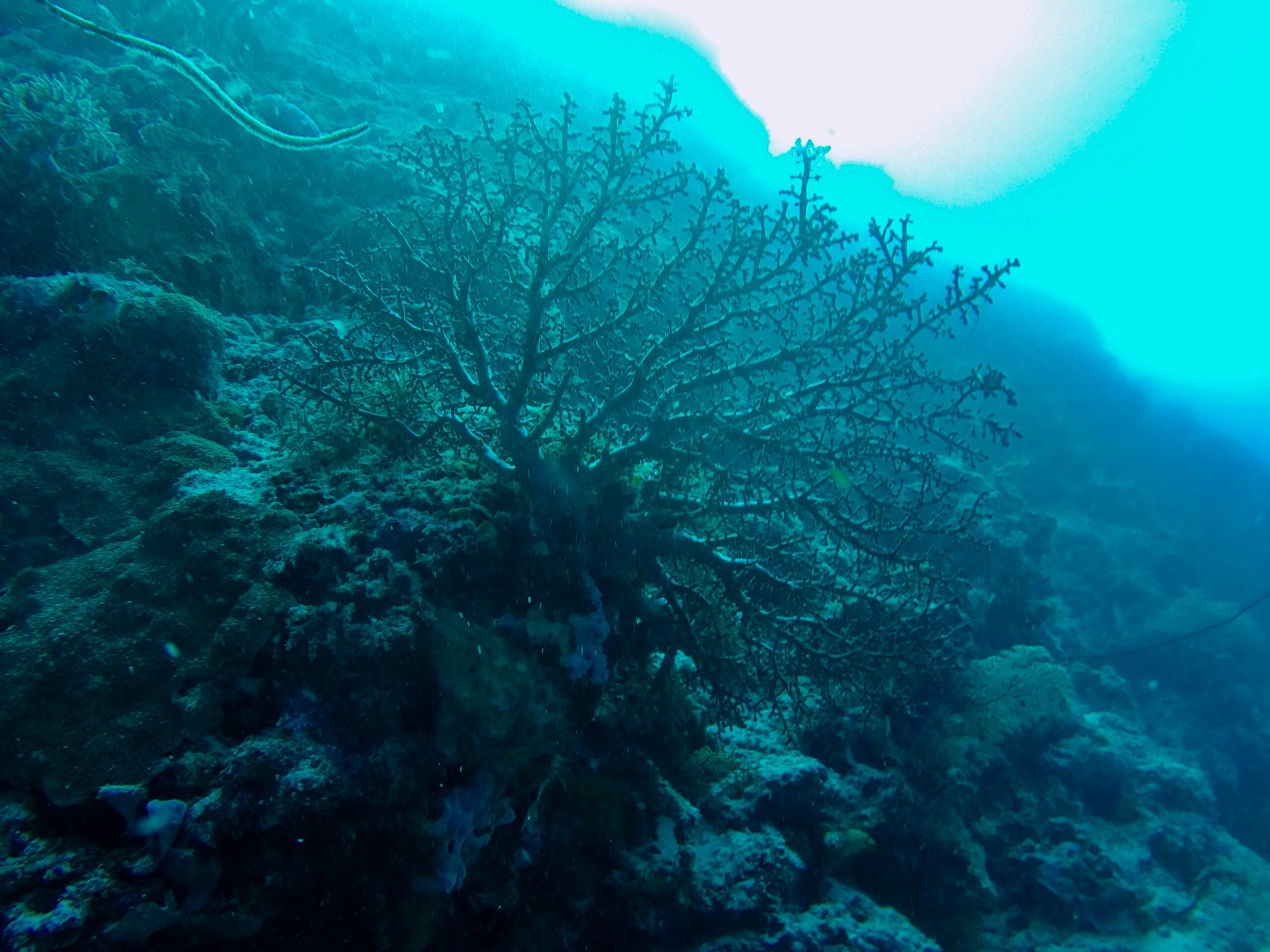Large gorgonian sea fan coral growing underwater