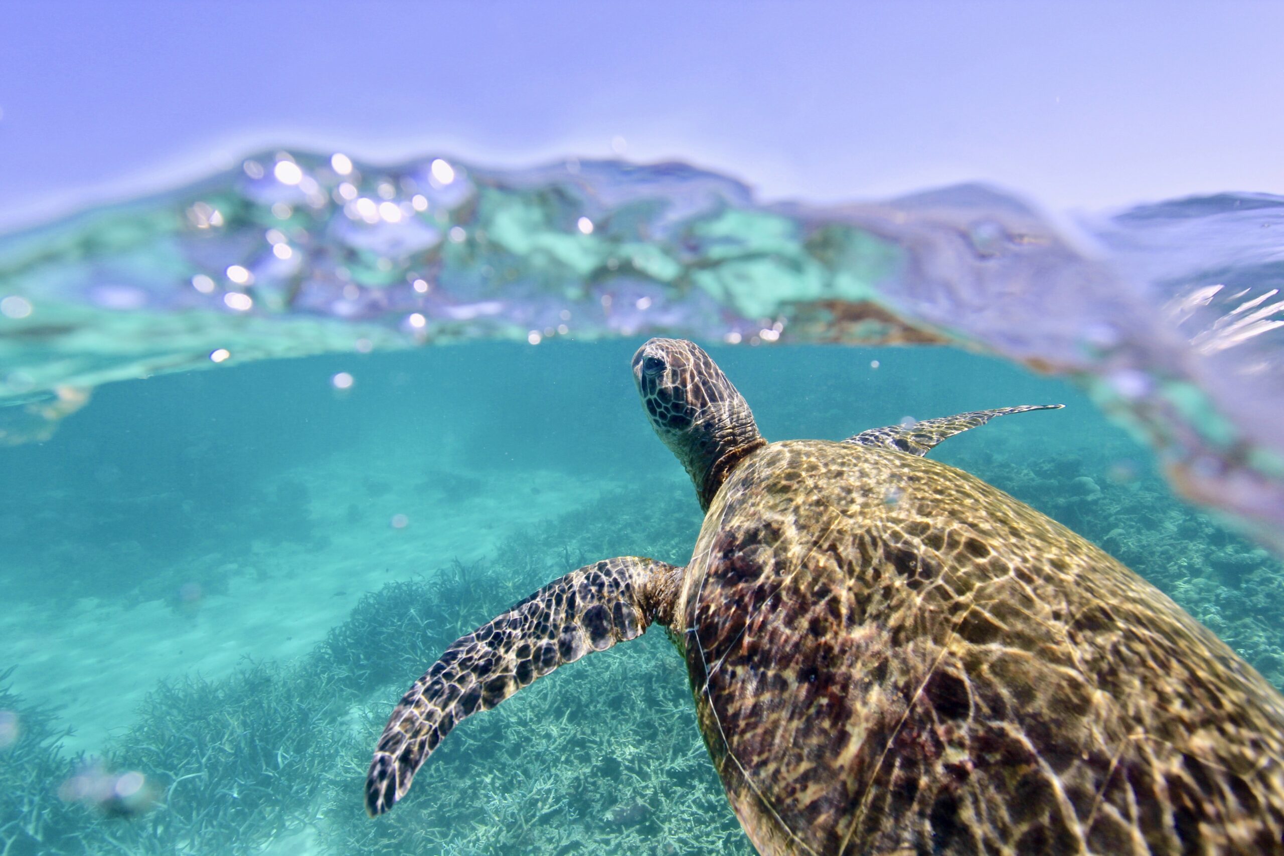 Green sea turtle swimming underwater above a coral reef