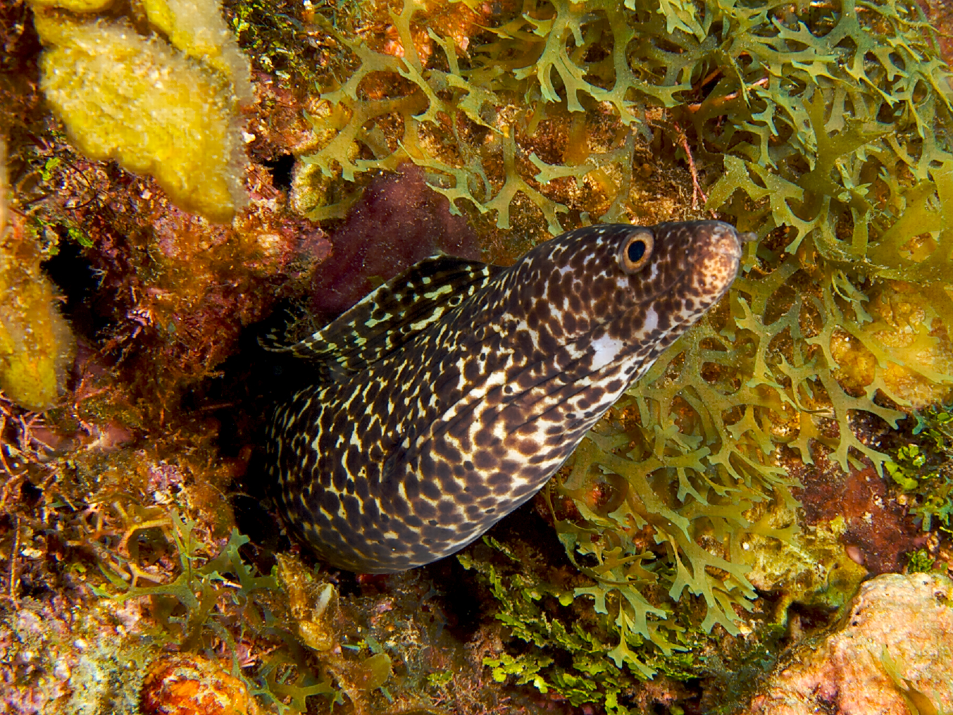 Spotted moray eel peeking out from a coral crevice