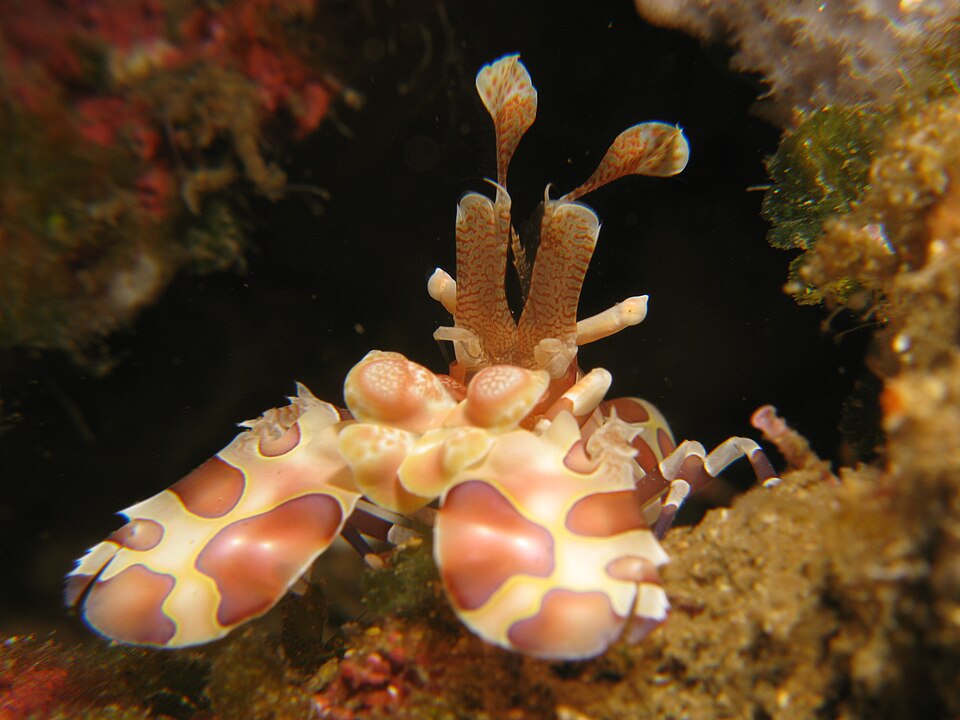 Harlequin shrimp, Hymenocera picta, with spotted claws underwater in Indonesia