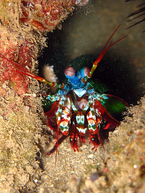 Peacock mantis shrimp, Odontodactylus scyllarus, in Indonesia