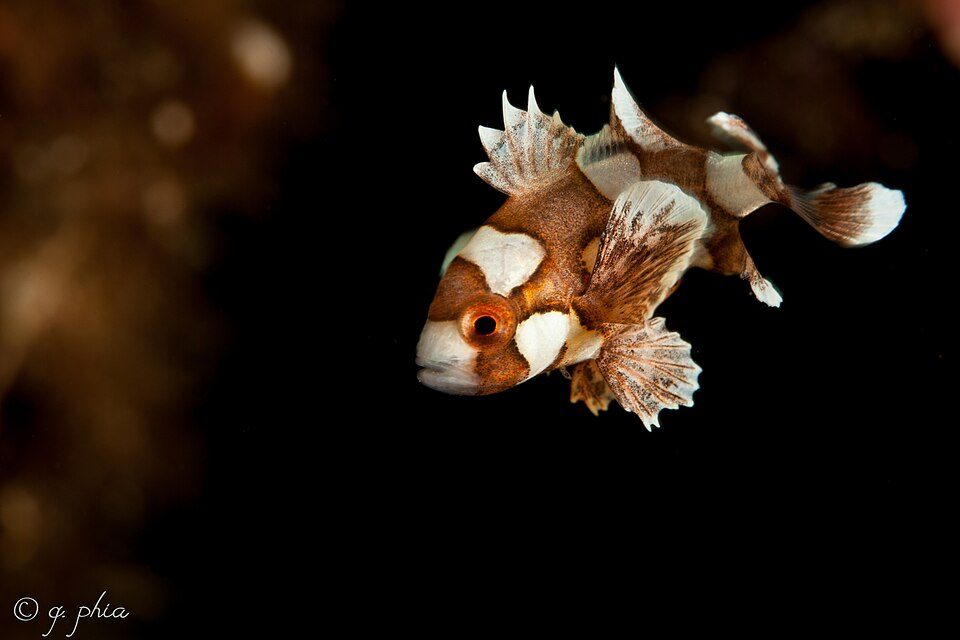 Juvenile sweetlips, Plectorhinchus, with bold spotted and striped markings in Indonesia