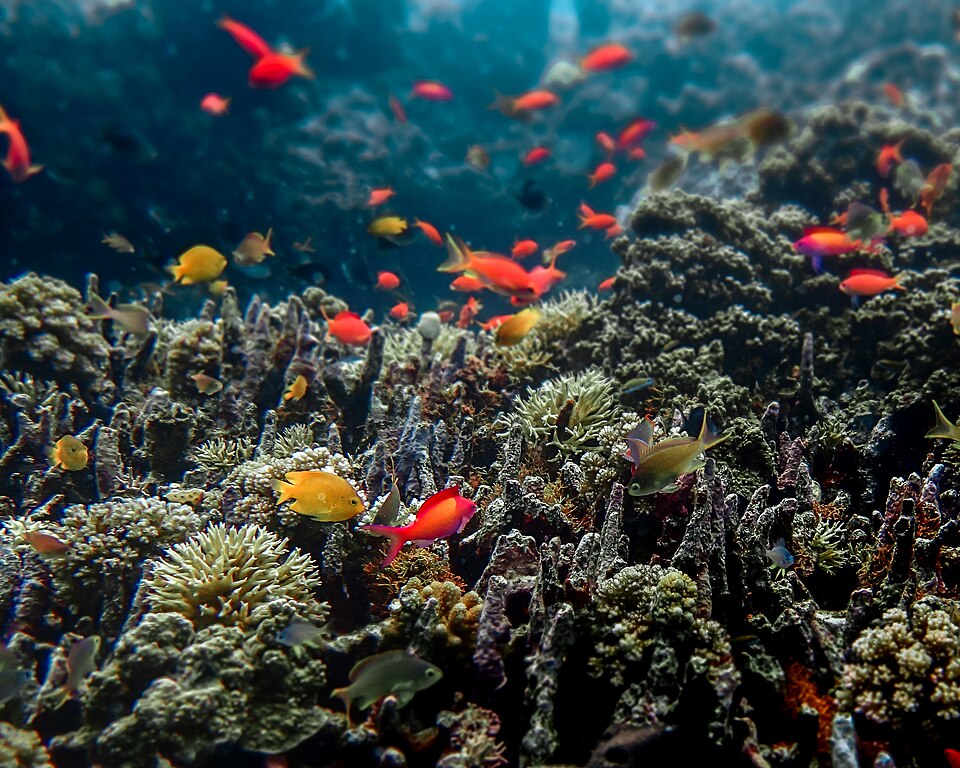 Reef fish and coral on a reef at Menjangan Island, Bali.