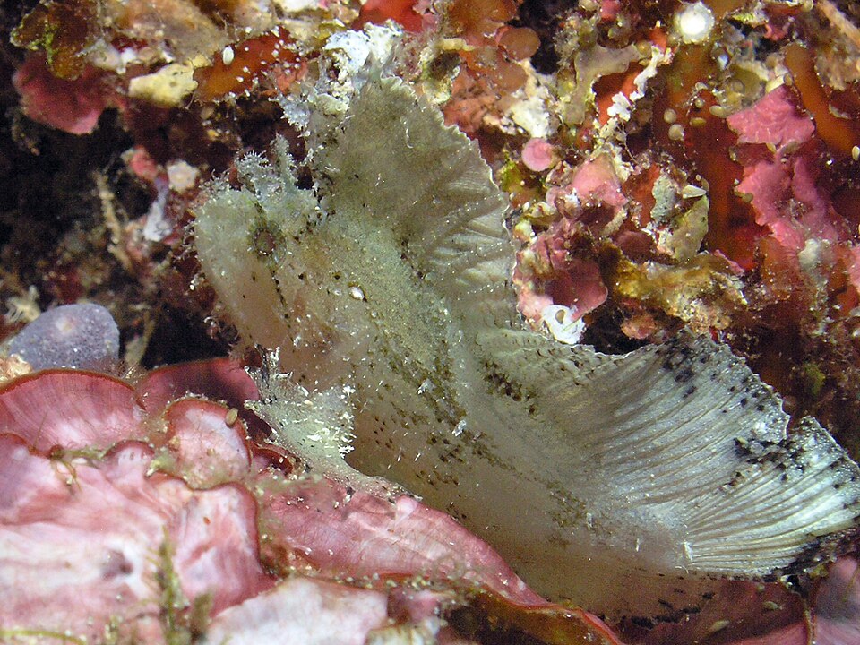 Leaf scorpionfish, Taenianotus triacanthus, camouflaged on a reef in Indonesia