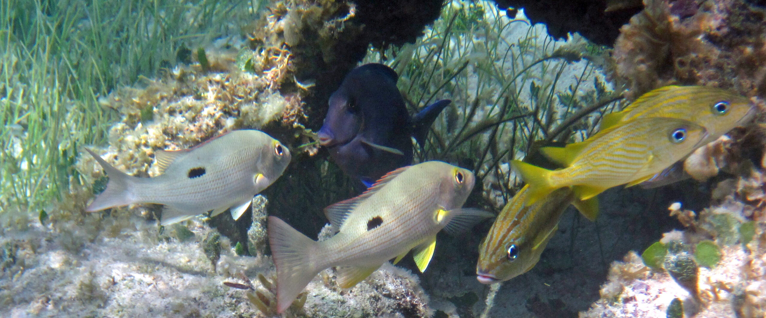 Lane snappers at a small patch reef with other reef fish
