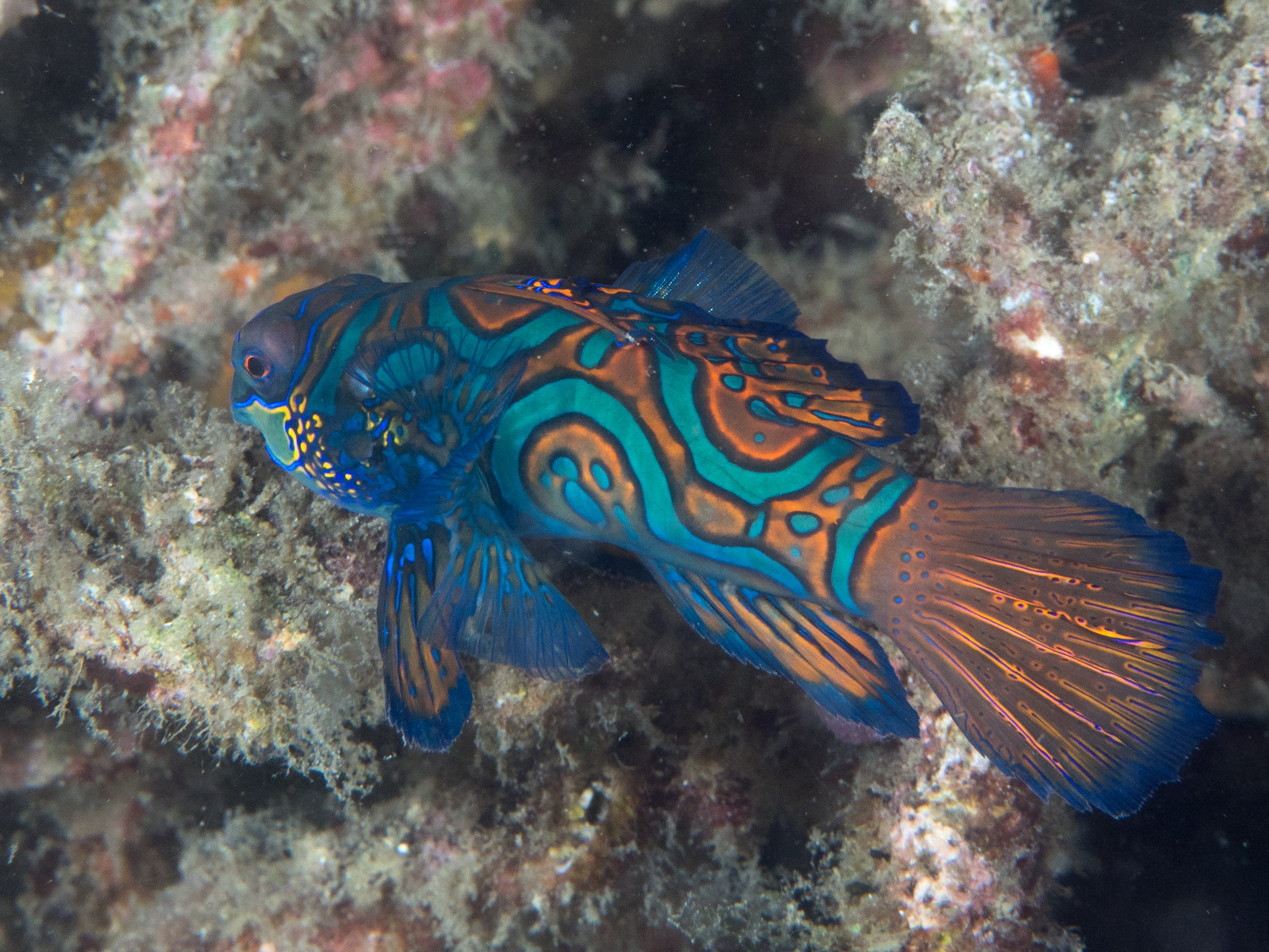 Colorful mandarin fish swimming above a shallow reef