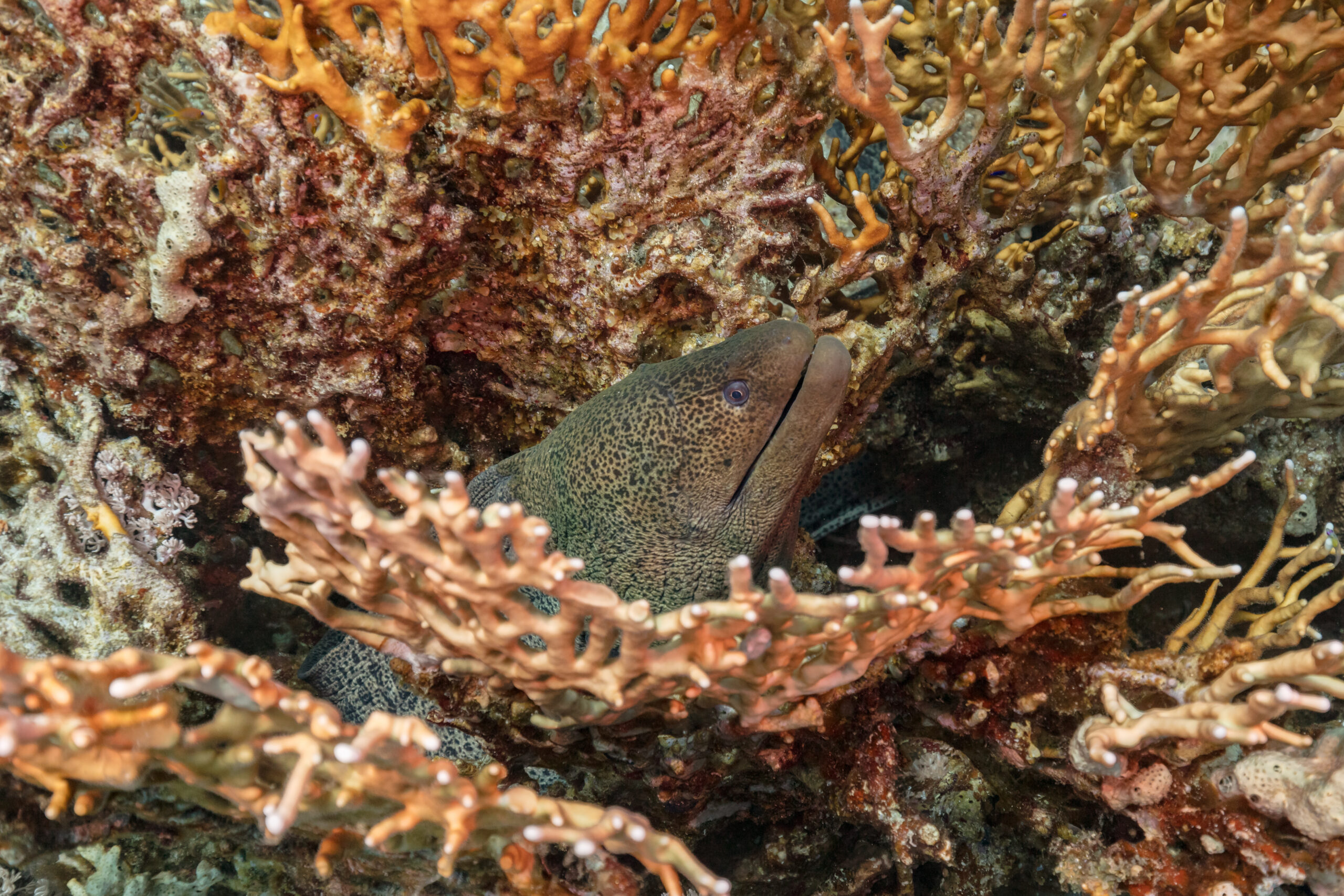 Giant moray eel emerging from coral reef growth