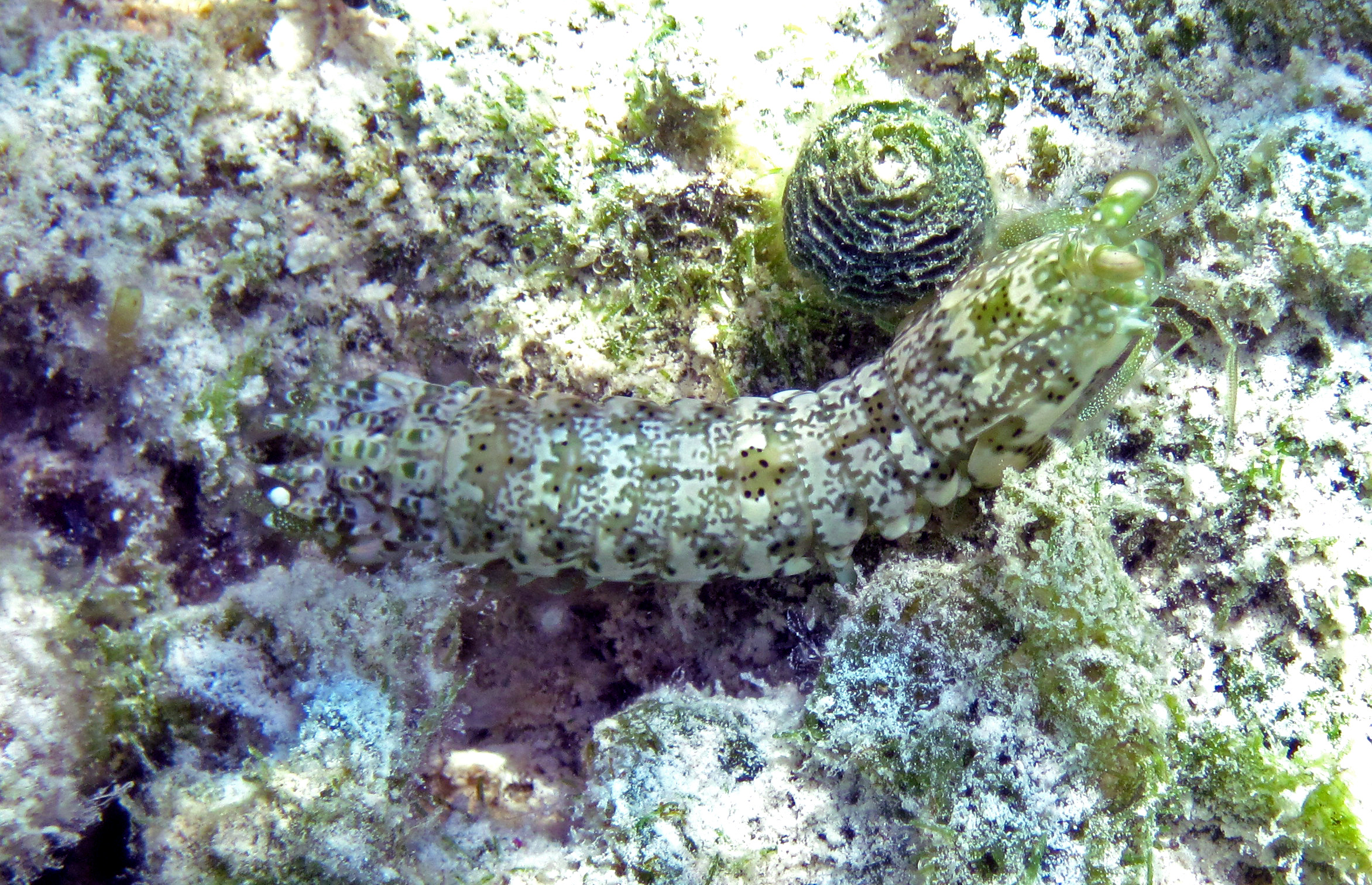 Scaly-tailed mantis shrimp at a small patch reef