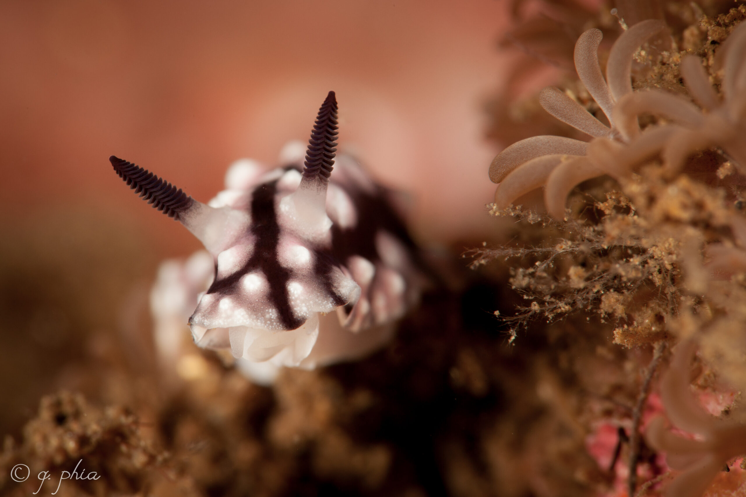 Close-up portrait of a nudibranch underwater
