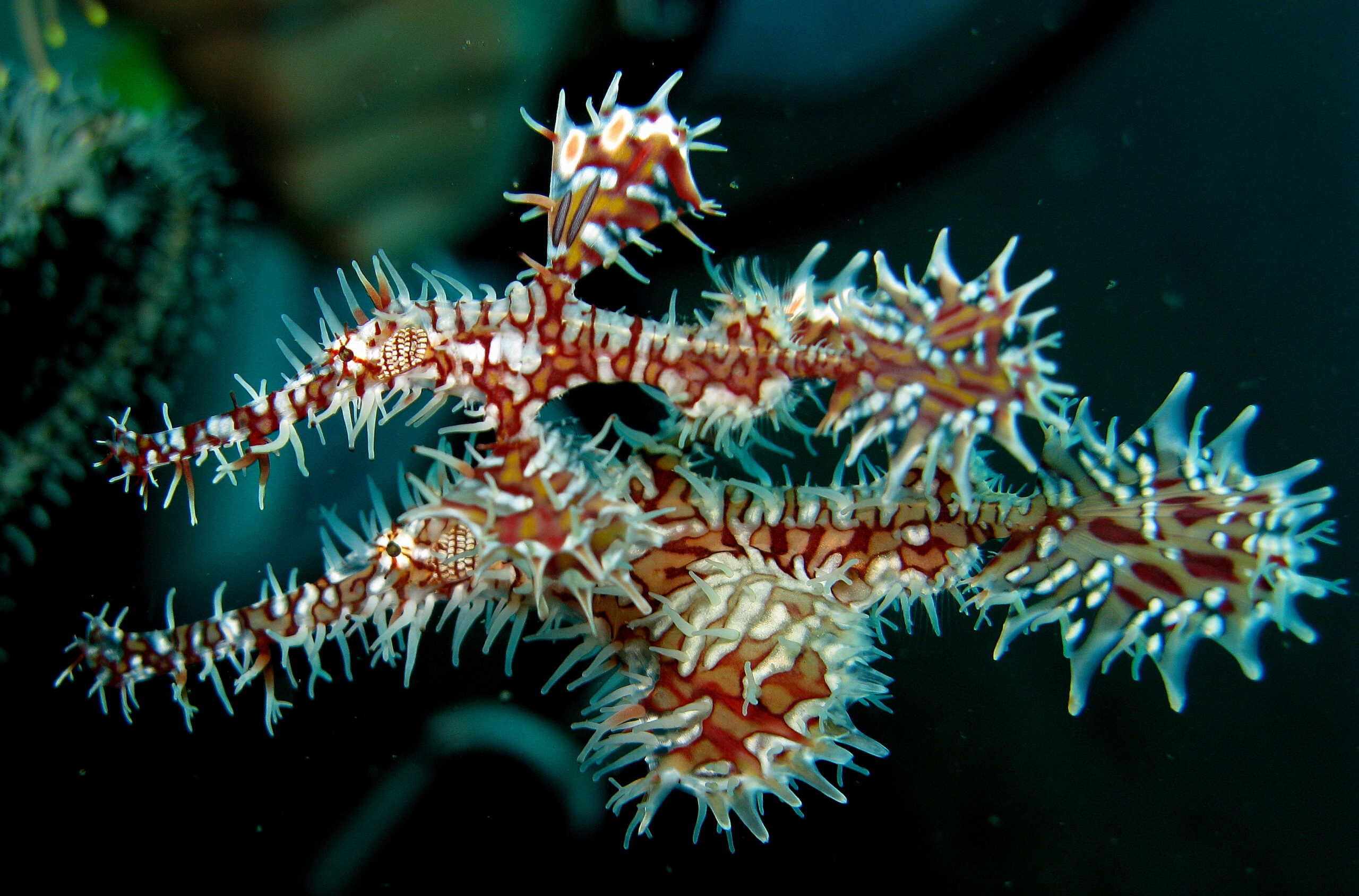 Ornate ghost pipefish photographed among underwater marine growth