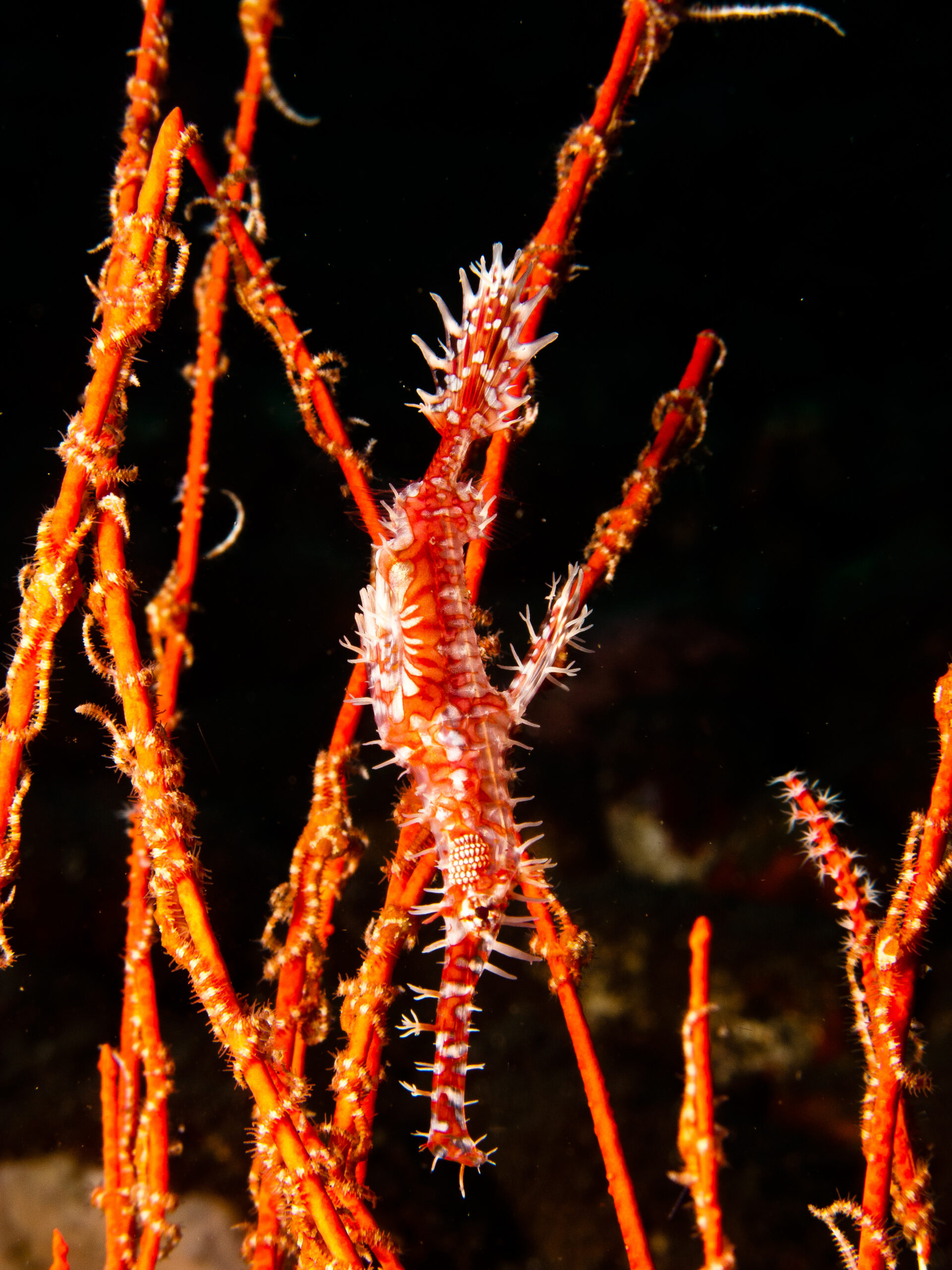 Ornate ghost pipefish floating above a coral reef in Bali