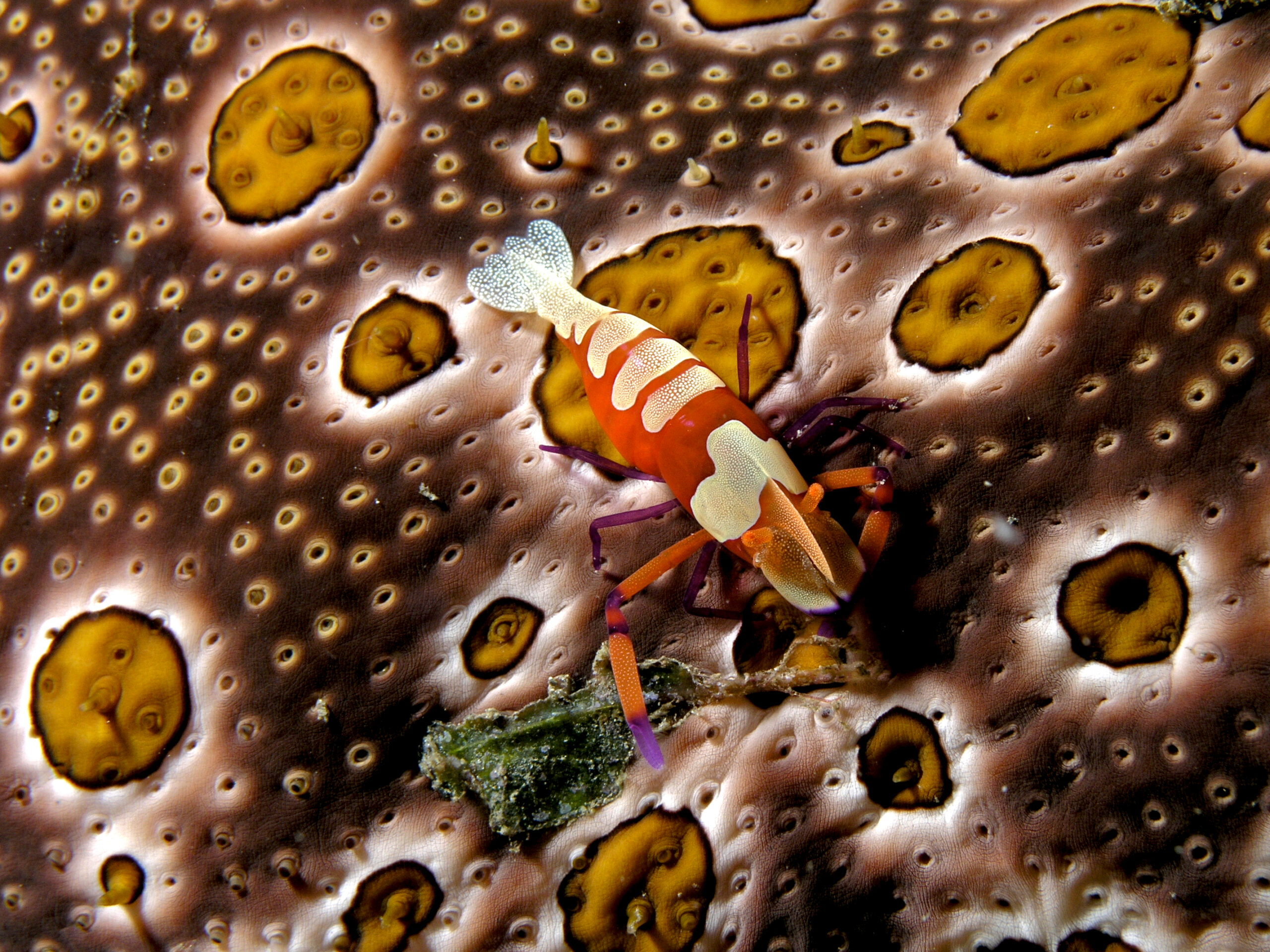 Emperor Shrimp (Periclimenes imperator) on Sea Cucumber
